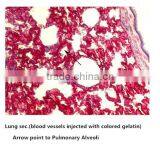 Medical Slides/ Prepared Microscope Histology Slides/Epithelium Sec. Slides thumbnail-2