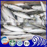 High Quality Round Scad Fish for Buyer thumbnail-5