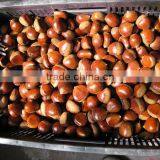 Bigbig Sweetsweet China Chestnut thumbnail-4