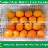 Fresh Navel Orange thumbnail-2