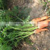 Carrot thumbnail-1