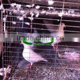 Galvanized 2m 4 Tier 16 Nests Pigeon Transport Cage thumbnail-5