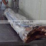 Frozen Sail Fish DWT thumbnail-1