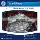Minimum Price Excellent Taste Frozen Cuttlefish Whole Round Selling by Well Known Exporter thumbnail-4