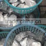 Cheap Fish for Africa Mene Maculata thumbnail-1