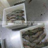 Frozen Shrimp and Atlantic Seafood thumbnail-1