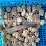 Hot Sales Frozen Surf Clam Meat thumbnail-5