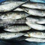 Frozen Seafood Wholesale Frozen Bonito Fish thumbnail-1