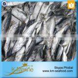 Whole Frozen Frigate Tuna thumbnail-3