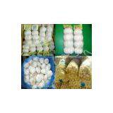 Normal White Garlic thumbnail-1