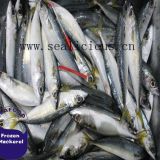 Seafrozen Pacific Mackerel IQF Scomber Japonicus 4-6PCS/KG  New Fishing