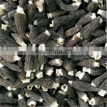 Yang du jun Chinese supplier dried morels morchella conica esculenta mushroom