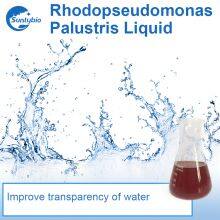 Photosynthetic Bacteria thumbnail-4