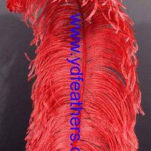 Ostrich Feather Dyed Red From China