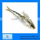 Fresh frozen sardine fish sardine seafood