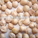 Garbanzo Bean From China thumbnail-1
