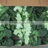 Wedding Flower Bouquet