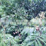 Dimocarpus Longan Lour Seedling thumbnail-4