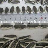 5009 24/64 Sunflower Seeds thumbnail-2