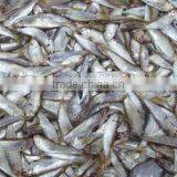Anchovy Fish Meal for Sale thumbnail-4