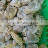 Liaoning Local Seafood Products Frozen Yellow Clam Meat thumbnail-4