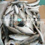 BQF 120/140 Frozen Round Scad/frozen Horse Mackerel thumbnail-3