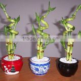 Lucky bamboo sales to the Middle East countries