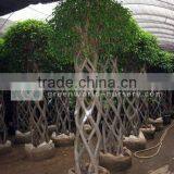 Ficus Cage Shape Potted Big Size thumbnail-1