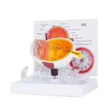 Офтальмологическая клиника. Демонстрация состояния роговицы глаза. Инструмент для демонстрации глаукомы человеческого глаза thumbnail-1