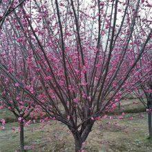 Price List of Red Plum Trees in Hunan Market, Base thumbnail-2