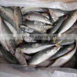 Mackerel(scomber Japonicus) WR thumbnail-3
