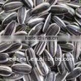 Chinese 5009 Sunflower Seeds