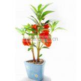 New Design Gifts for Dentists DIY Mini Bonsai Business Anniversary Gifts , Christian Wedding Gifts thumbnail-4