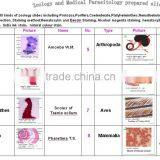 Fibrous Hyperplasia of Bone Sec. Oral Histology Pathology Parasitology Prepared Slides thumbnail-6