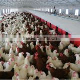 2014 hot-sale automatic chicken laying nest