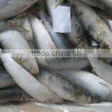 Sardine Seafood