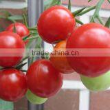 FRESH TOMATOES Cheap thumbnail-4