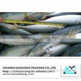 Wholesale Frozen Pacific Mackerel Fish in High Quality thumbnail-3