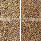 Grain,Wheat,Rice,Seeds,Dehydrated Vegetable,Recycle Plastic Color Sorter thumbnail-3