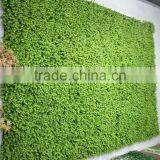 Recycling Material Long Life Green Grass Wall for Indoor and Outdoor Decor thumbnail-5