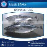 Multi Vitamin Rich Skipjack Tuna from Reputed Traders at Reasonable Rate