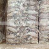 Frozen Baby Loligo Squid thumbnail-1