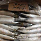 High Quanlity Product Pacific Mackerel thumbnail-6