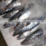 Wholesale Competitive Price Fresh Frozen Spanish Mackerel thumbnail-1