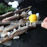 Frozen Argentinus Squid 150-200g thumbnail-1