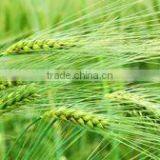 Instant Roasted Barley thumbnail-2