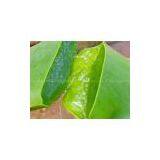 Aloe-emodin thumbnail-1