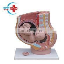 HC-S271 Pelvis Manikin Medical Science Anatomical Model,4 Parts Female Sagittal Anatomical Model for Sale thumbnail-2