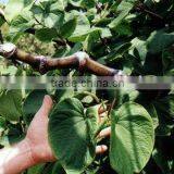 Manufacturer BANABAN Pet Wash Australian Lemon Myrtle Coconut Oil Virgin Organic thumbnail-4