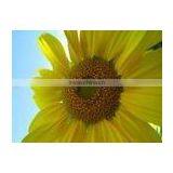 Waterproof Inkjet Canvas thumbnail-1